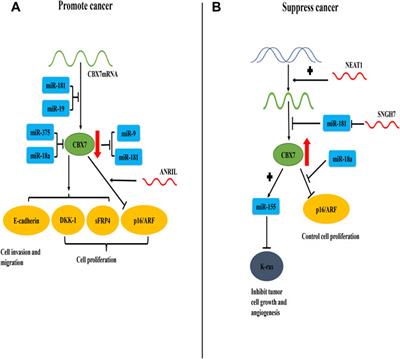 CBX7 is Dualistic in Cancer Progression Based on its Function and Molecular Interactions